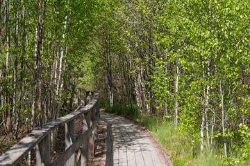 Eco-trail with wooden decking through a swamp in summer