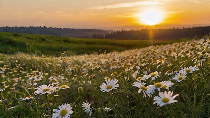 The setting sun illuminating a chamomile field, a beautiful landscape.