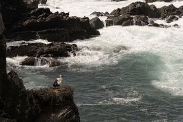 White Stork on Nest Overlooking Ocean