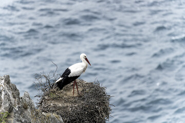 White Stork on Nest Overlooking Ocean