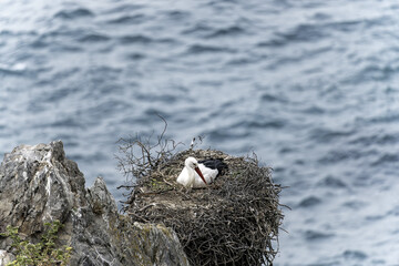 White Stork on Nest Overlooking Ocean