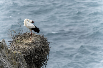 White Stork on Nest Overlooking Ocean