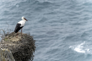 White Stork on Nest Overlooking Ocean