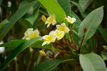 Close-up of blooming plumeria flowers