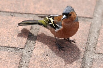 Friendly Chaffinch Bird