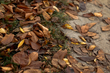 Compost concept. Dry leaves, autumn background, seasonal foliage. Dry leaves for compost, crisp autumn background, fall nature