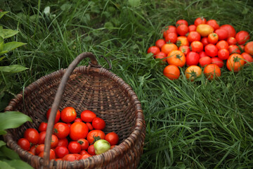 Fresh tomatoes in a basket on grass, autumn harvest, organic vegetables. Ripe tomatoes in a wicker basket. fresh vegetables concept