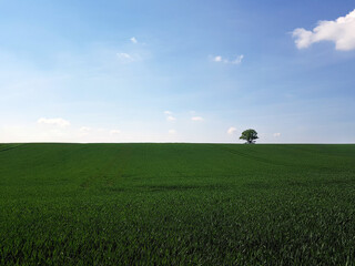 an agricultural field with a lonely tree in northern Germany, near the Baltic Sea coast