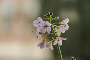 Close up of pink Pentecostal flower on a blurry background. Selective focus on lilac purple flowers.