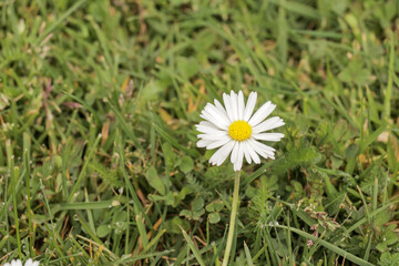 White and yellow daisy flower in a grass field on a sunny day. Daisies in nature.