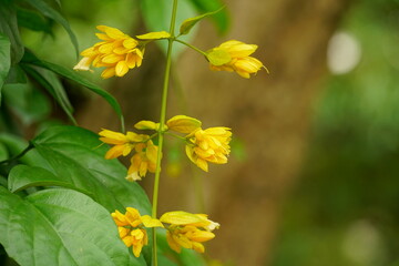 Close-up of Petraeovitex bambusetorum flower