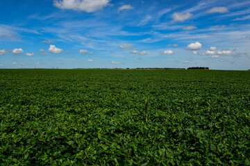Soybean crop field , in the Buenos Aires Province Countryside, Argentina.