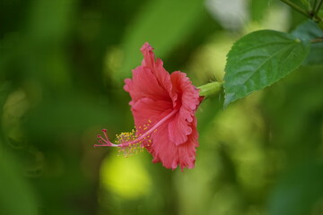 Close-up of red hibiscus blooming