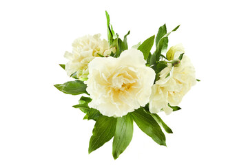 Fresh White Peony Bouquet Isolated