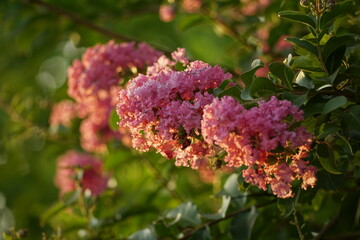 Close-up of blooming Rosa multiflora flower