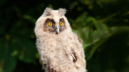 eagle owl portrait