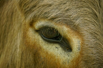 Close-up of the eye of an Equus asinus