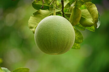 Green grapefruit on the tree