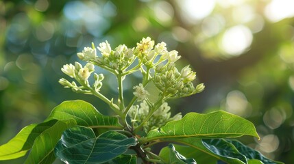 Obraz premium Sapling of Santosa flower tree