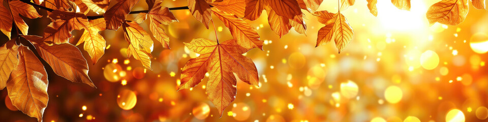 Fototapeta premium Golden Autumn Leaves in Sunlight.