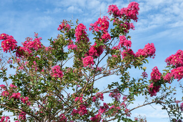 Lagerstroemia indica (Resedá) plant close up.