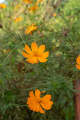 Beautiful garden of Cosmos flowers. Selective focus.