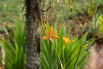 Belamcanda chinensis (Leopard flower). Selective focus.