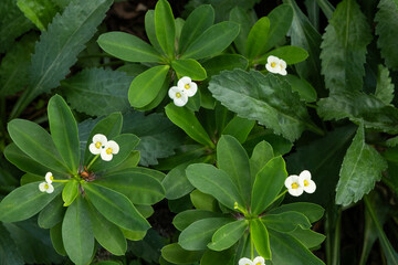 White Euphorbia milii (coroa de cristo) flower top view.