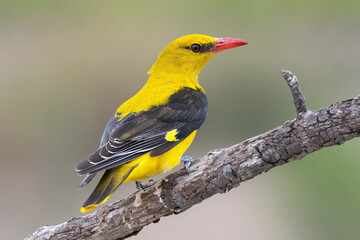 European Golden Oriole (Oriolus oriolus) male.