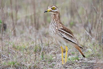 Eurasian Stone-Curlew (Burhinus oedicnemus) in Spain.