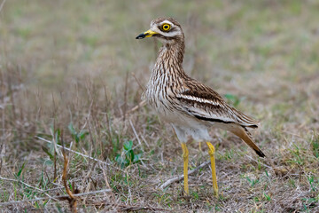 Eurasian Stone Curlew (Burhinus oedicnemus)