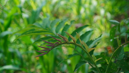 leaves of Peronema canescens in the forest