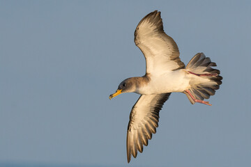Scopoli's Shearwater (Calonectris diomedea) in flight.