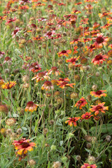 Obraz premium A garden of Gaillardia or blanket flowers. Selective focus.