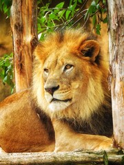 portrait of a lion © Charly