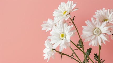 delicate white daisy flowers on pastel pink background minimalist still life photography