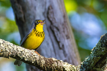 Canada Warbler