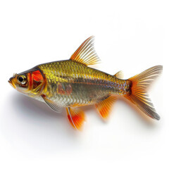 Close-up of a colorful tropical fish with vibrant orange and yellow fins against a white background.
