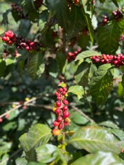 Obraz premium coffee cherry in coffee farm