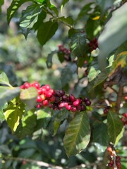 coffee cherry in coffee farm