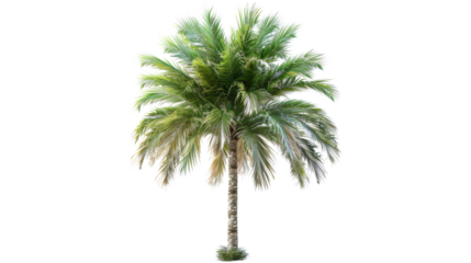 Tropical tree with beach