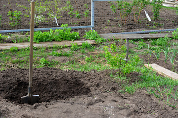 digging in the garden with a fence