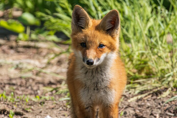 Red Fox