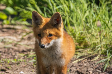Red Fox