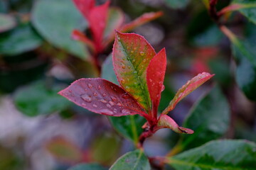 red-green leaves with raindrops