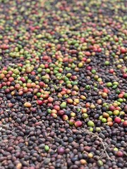 coffee cherry in coffee farm