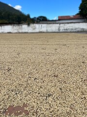 coffee dry mill