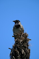 bird sitting on a palm tree, crow on a branch