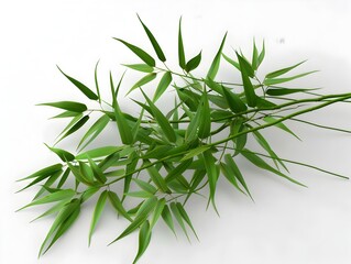 Fototapeta premium Slender Bamboo Leaves Cluster A Graceful Symbol of Forest Vitality