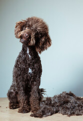 A poodle with a shaved head sits on a table
